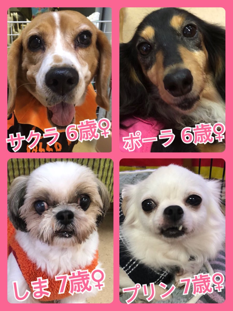 🐾今日の里親様募集中ワンコ🐶メンバーです🐾2019,10,14